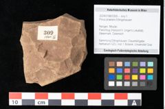 Foto (Objekt + Etikett) von Pinus praelarix Ettingshausen (NHMW-GEO-2024-0188-0309)